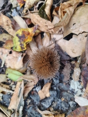 Apeiba tibourbou
