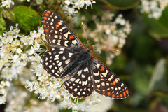 Euphydryas colon colon