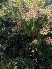Mangifera indica