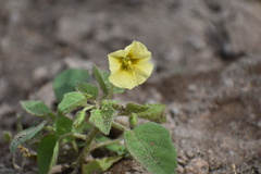 Physalis crassifolia