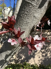 Prunus