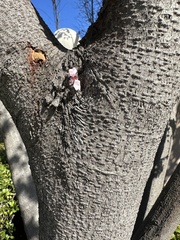 Prunus