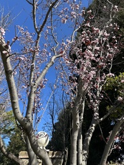 Prunus