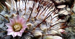 Mammillaria perezdelarosae