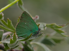 Callophrys herculeana