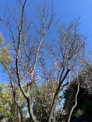 Prunus