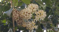 Cordia alliodora