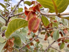 Combretum