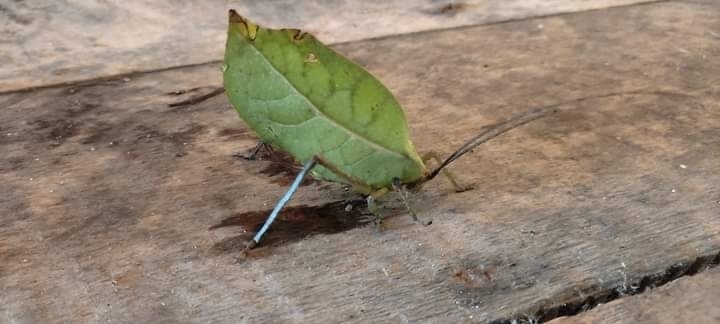 Cycloptera speculata