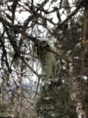 Usnea longissima