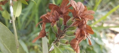 Cordia alliodora