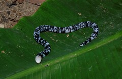 Amphisbaena fuliginosa