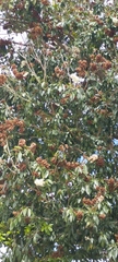 Cordia alliodora
