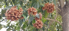 Cordia alliodora