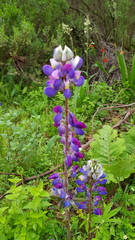 Lupinus montanus
