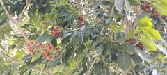 Cordia alliodora