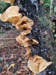 Fungi