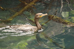 Nannopterum brasilianum mexicanum