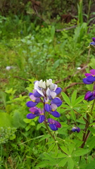 Lupinus montanus