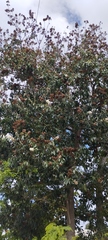 Cordia alliodora