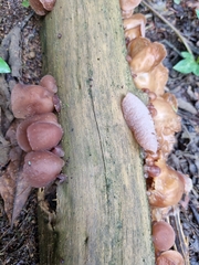 Fungi