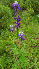 Lupinus montanus
