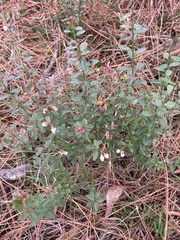 Vaccinium darrowii