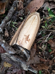 Amphilophium crucigerum