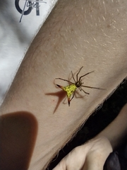 Micrathena crassispina