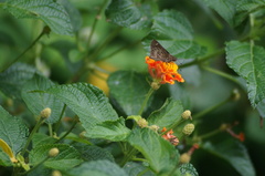 Vehilius stictomenes