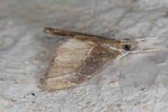 Glaphyria peremptalis