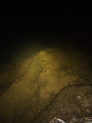 Bufo spinosus