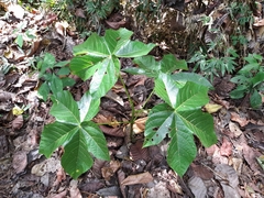 Sterculia apetala