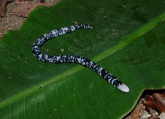 Amphisbaena fuliginosa