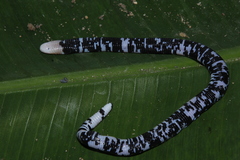 Amphisbaena fuliginosa