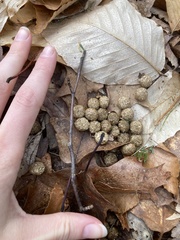 Lagomorpha