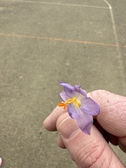 Crocus tommasinianus