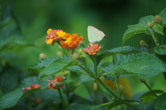 Cyanophrys herodotus