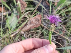 Centaurea aspera