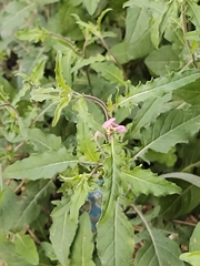 Oenothera tetraptera