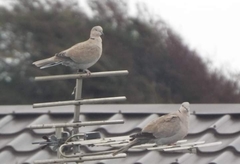 Streptopelia decaocto