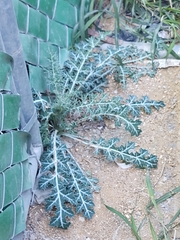 Argemone mexicana