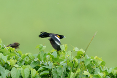 Euplectes albonotatus