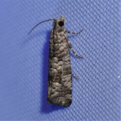 Retinia gemistrigulana