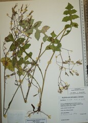 Lactuca hirsuta