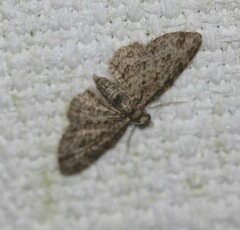 Sigilliclystis insigillata