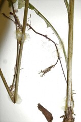 Lactuca hirsuta
