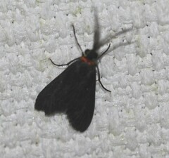 Pollanisus subdolosa