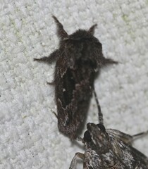 Pernattia pusilla