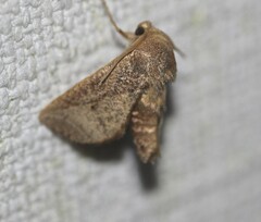 Anaxidia lozogramma